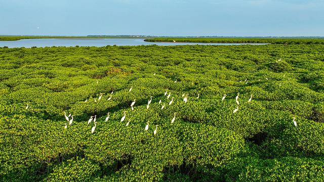 COP29：聚焦红树林生态系统保护，阿联酋引领全球合作