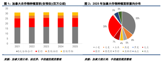 2025加菜籽种植面积仍有下调潜力